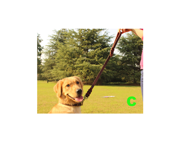 WKGL5001   Dog Collar & Leashes.